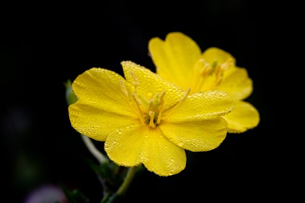 Vibrant yellow evening primrose flowers with dew against dark background.