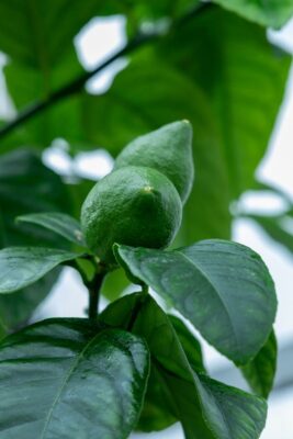 bergamot