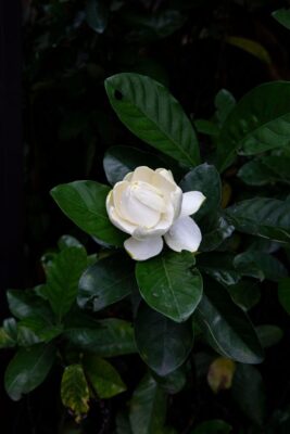 A detailed shot of a white gardenia flower surrounded by lush green leaves, emphasizing natural beauty.