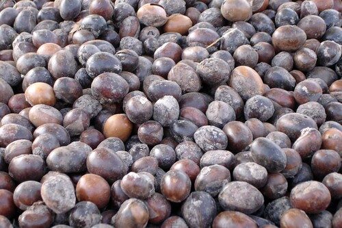 shea butter shea butter