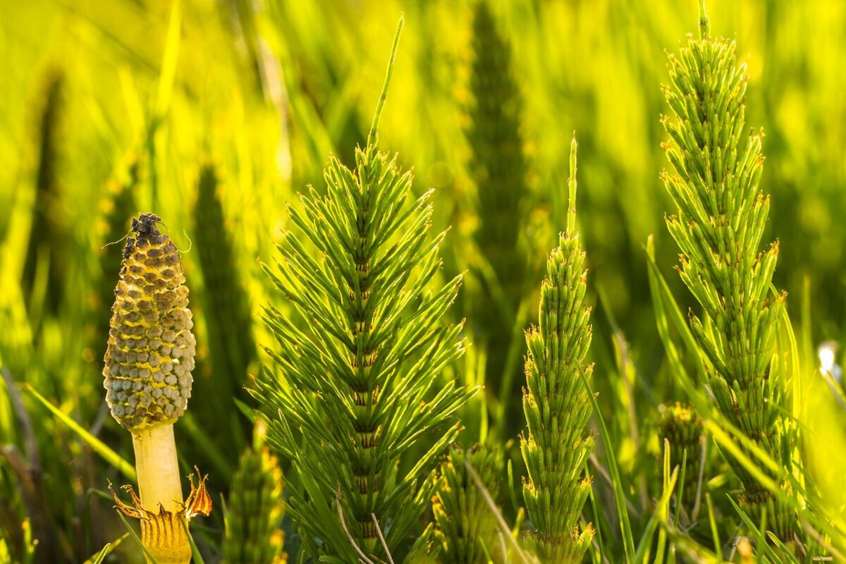 horsetail, cattail, field horsetail, green, rush-like, horsetail, horsetail, horsetail, horsetail, horsetail