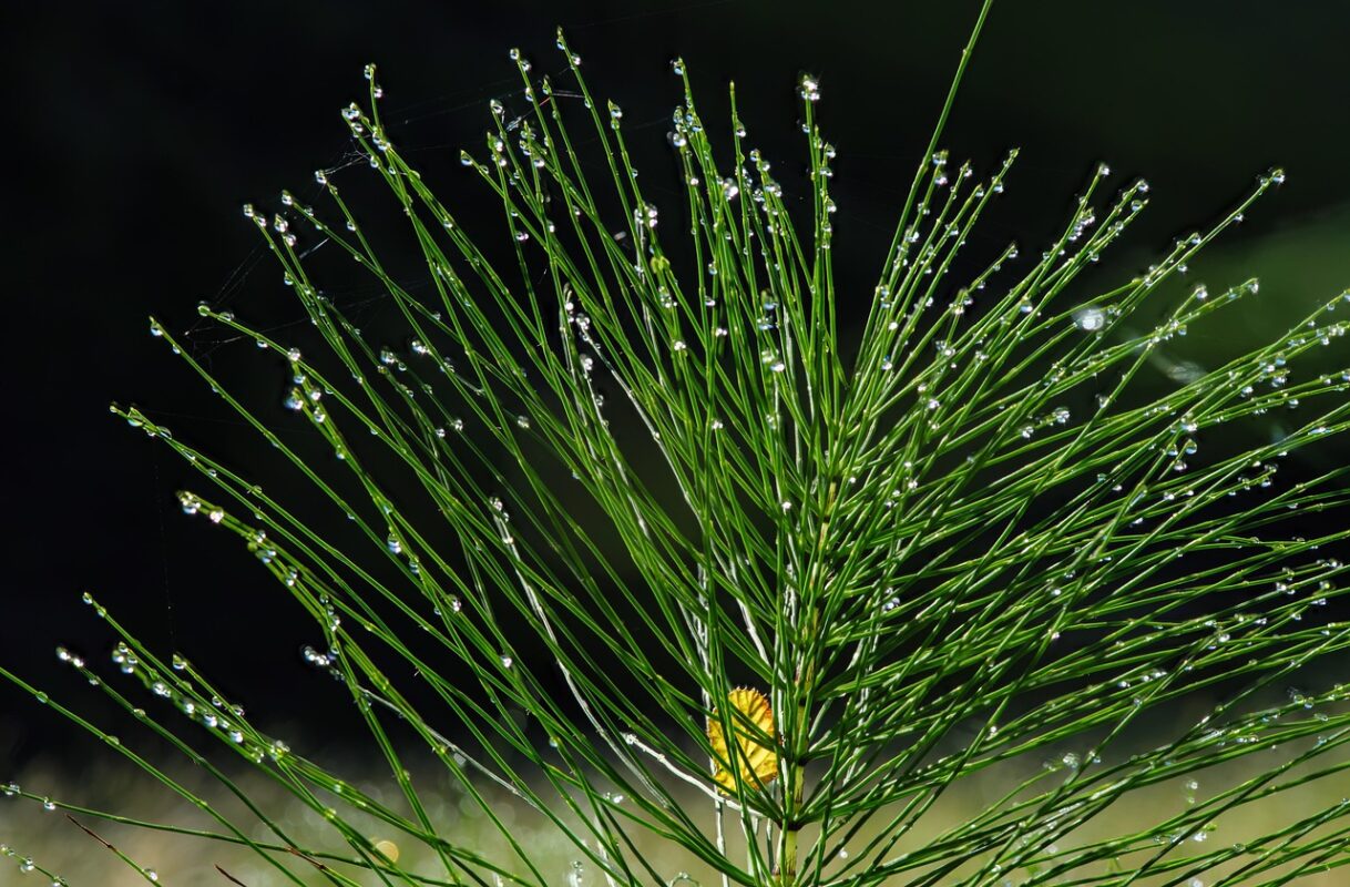horsetail, cattail, dewdrop, waterdrop, nature