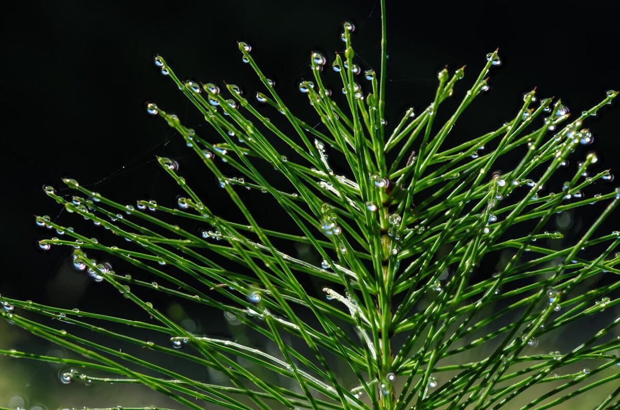 horsetail, field horsetail, dew, dewdrop, waterdrop, feathered, horsetail, horsetail, horsetail, horsetail, horsetail