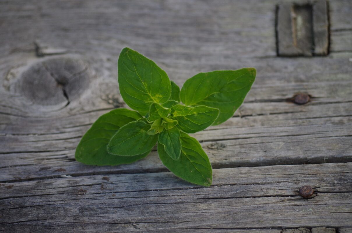herb, oregano, pamajorán, oregano, oregano, oregano, oregano, oregano