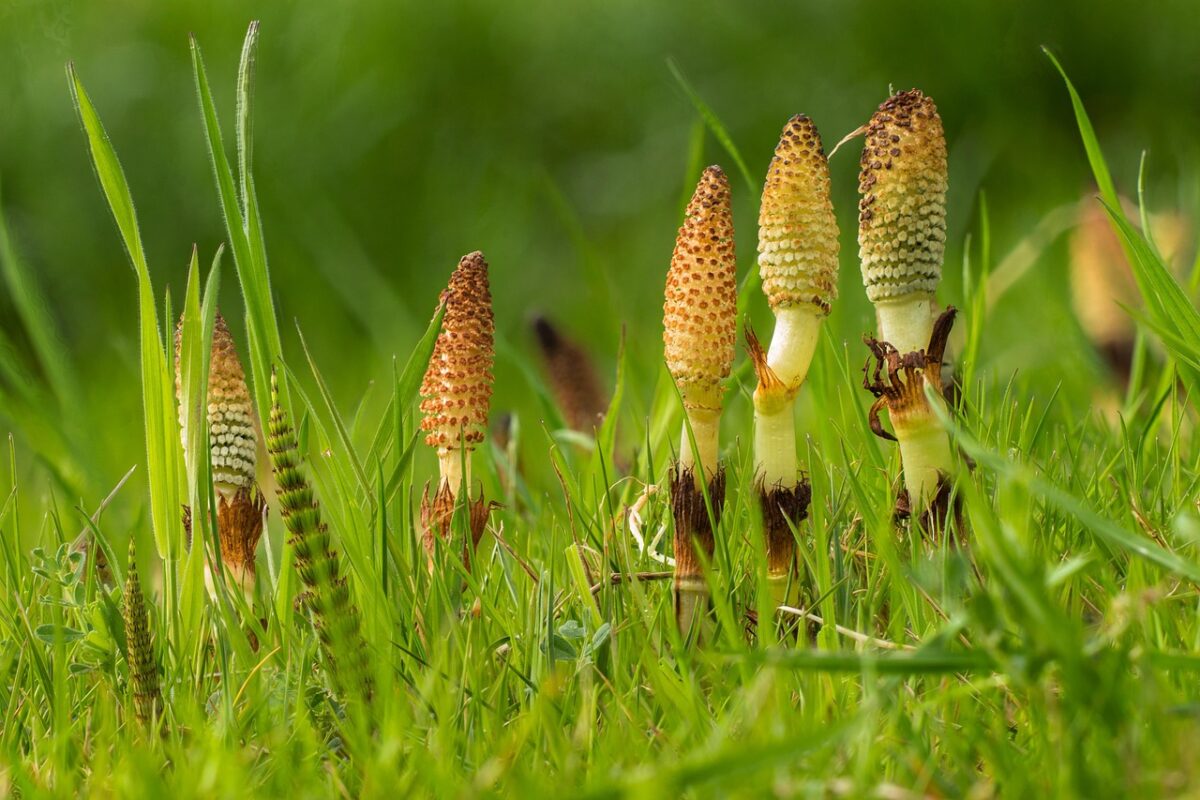 horsetail, cattail, green, field horsetail, cat fronds, ponytail, hay, pan users, equisetum arvense, horsetail, horsetail, horsetail, horsetail, horsetail, equisetum arvense