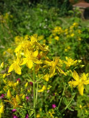 st john's wort, hypericum, nature, saint jean, hypericaceae, flower, flower background, yellow, beautiful flowers, sheets, flower wallpaper, summer