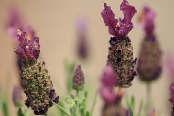 lavender, flower background, vlinderlavendel, french lavender, lavandula stoechas, flower wallpaper, beautiful flowers, flowers, purple, violet, tub plant, nature, flower, flora
