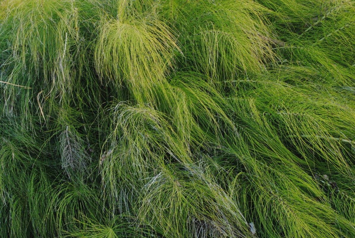 Vibrant lush horsetail plants in a close-up garden setting.