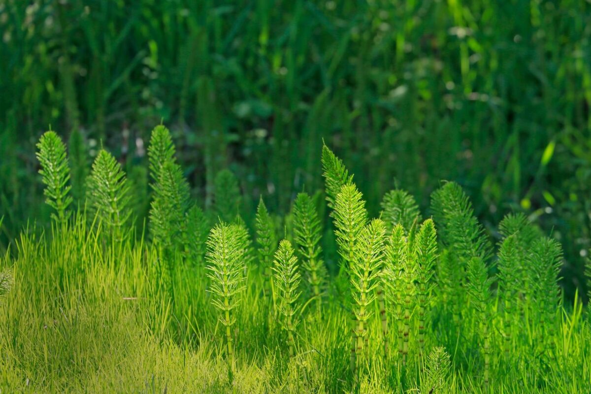 Discover the vibrant green Equisetum plants flourishing in the sunlit forest meadow.