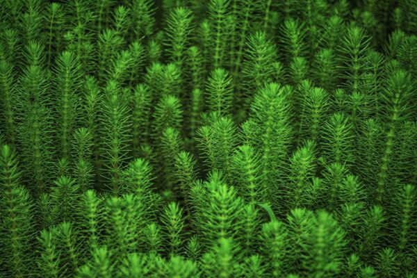 Close-up image of green aquatic plants with detailed foliage, creating a lush and vibrant scene.