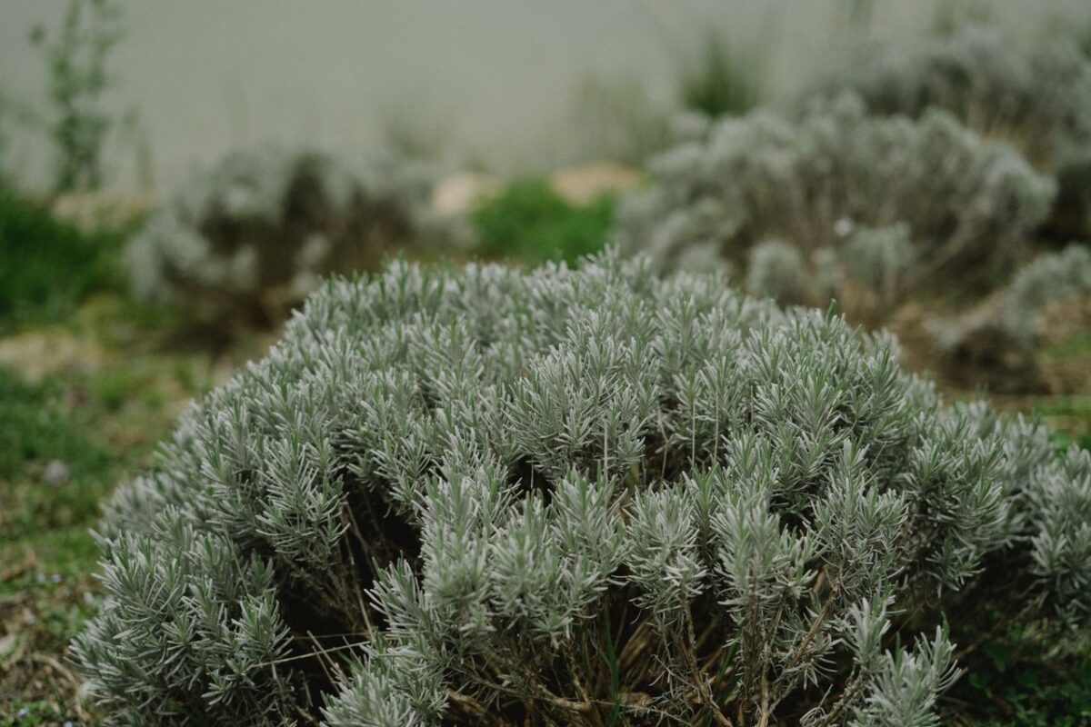 A detailed close-up of Lavandula plants in a lush outdoor garden.