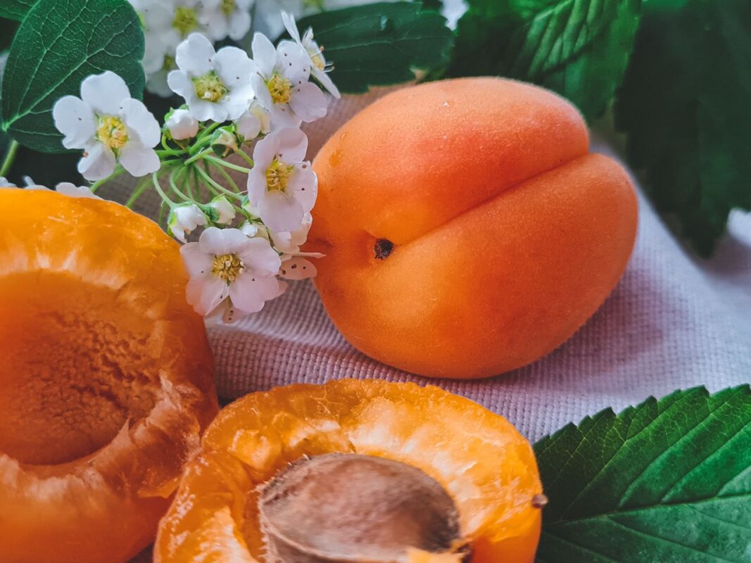 Close-up of ripe apricots and white blossoms with green foliage, highlighting fresh summer produce.