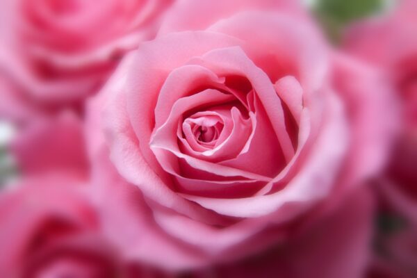 A beautiful close-up of a pink rose with detailed petals in full bloom.