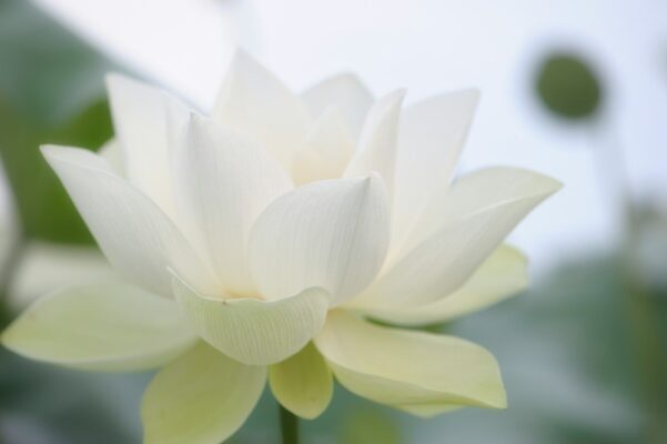 lotus çiçeği
