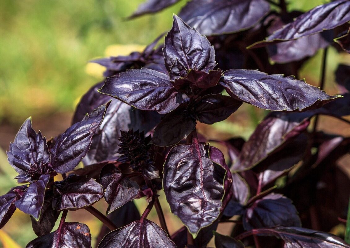 purple basil, annual, herb garden, edible, garnish, plant, botanical, leaf, seasonal, purple basil, purple basil, purple basil, purple basil, purple basil