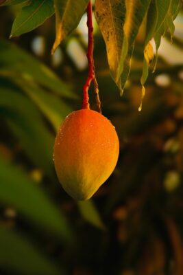 mango kokusu