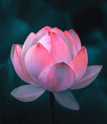 lotus çiçeği lotus çiçeği