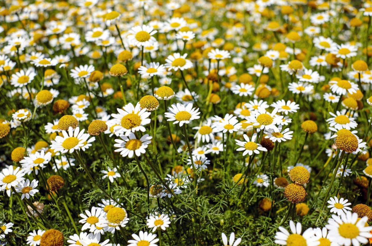 Doğanın Sakinleştirici İmzası: Papatya Çayı ve Bilinmesi Gereken Tüm Detaylar A lush field of chamomile flowers in full bloom during a bright summer day outdoors.