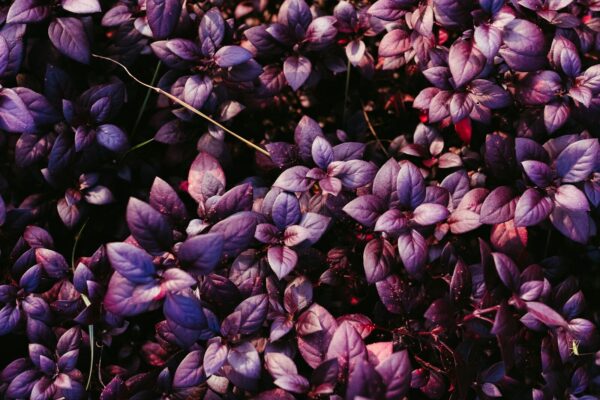 A dense cluster of vibrant purple and reddish-purple leaves.