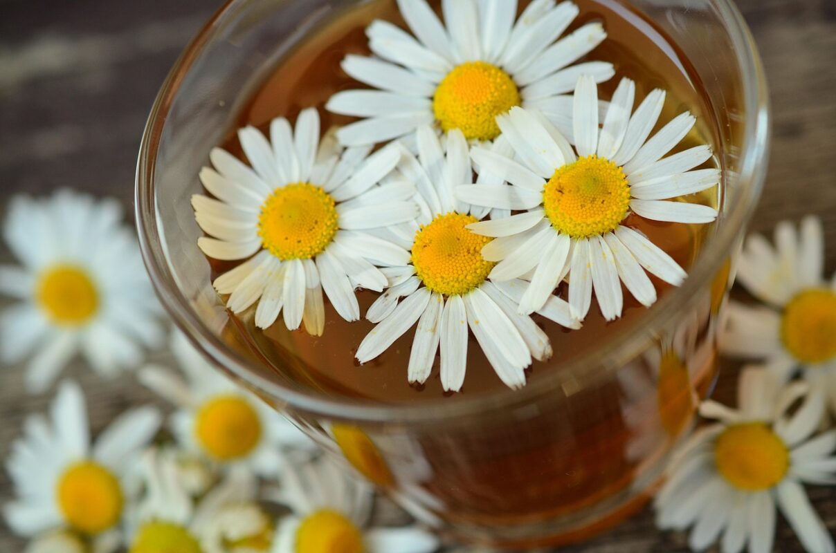 Doğanın Sakinleştirici İmzası: Papatya Çayı ve Bilinmesi Gereken Tüm Detaylar chamomile, tea, drink, chamomile tea, chamomile blossoms, herbal medicine, medicinal herbs, medicinal plant, healthy, macro, close up, blossom, bloom, naturopathy, chamomile, chamomile, chamomile, chamomile, chamomile, tea, tea, tea, tea, chamomile tea