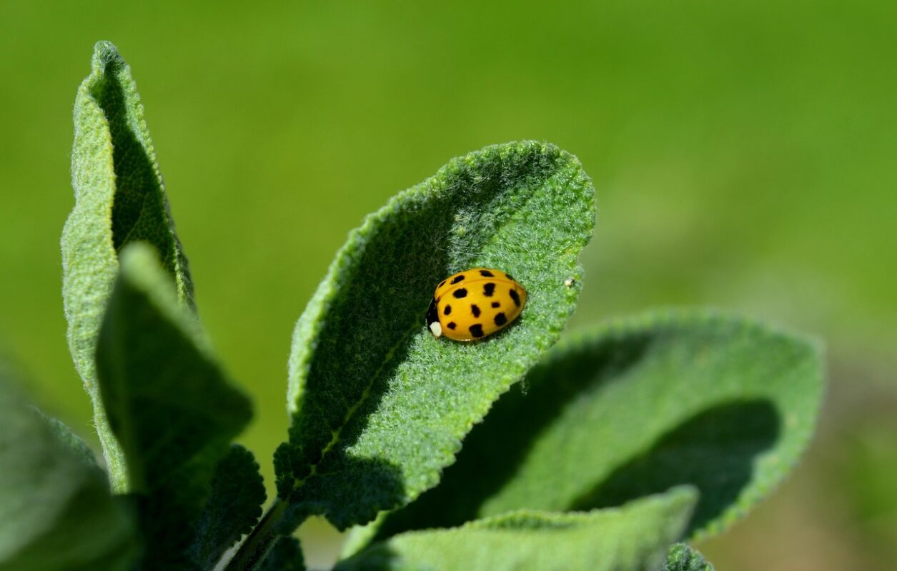 ladybug, insect, plant, nature, leaves, sage, yellow ladybug, asian ladybug, flying beetle, green, garden sage, kitchen sage, healing sage, medicinal plant, herb