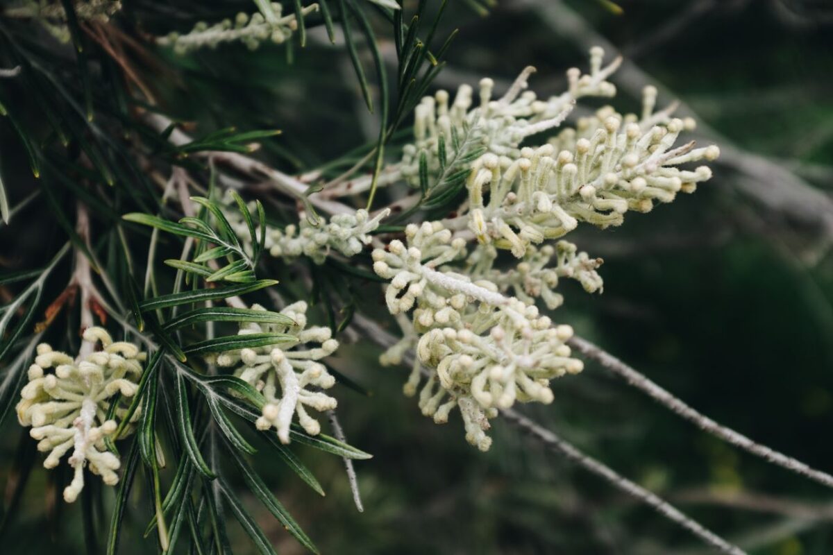 Nioli Yağı: Doğal Ferahlık ve Kişisel Bakımın Yeni Favorisi Detailed image of white Grevillea flowers blooming outdoors, surrounded by green leaves.