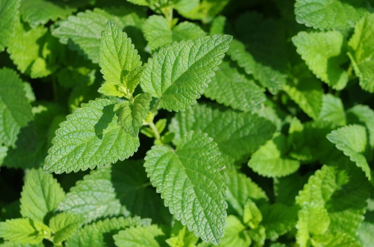 Close-up of vibrant green mint leaves in Croatia, ideal for culinary or botanical themes.
