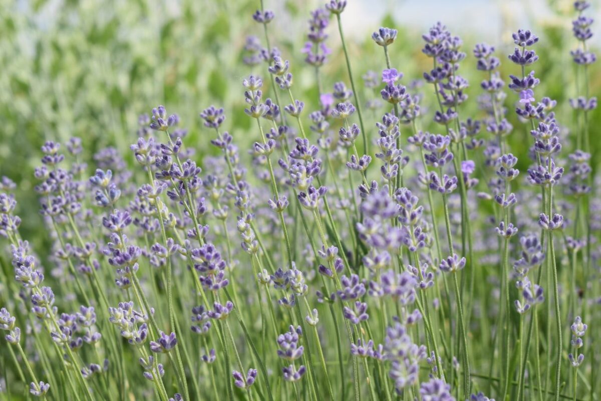 Vibrant lavender flowers blossoming in the open fields of Ukraine, capturing the essence of nature.