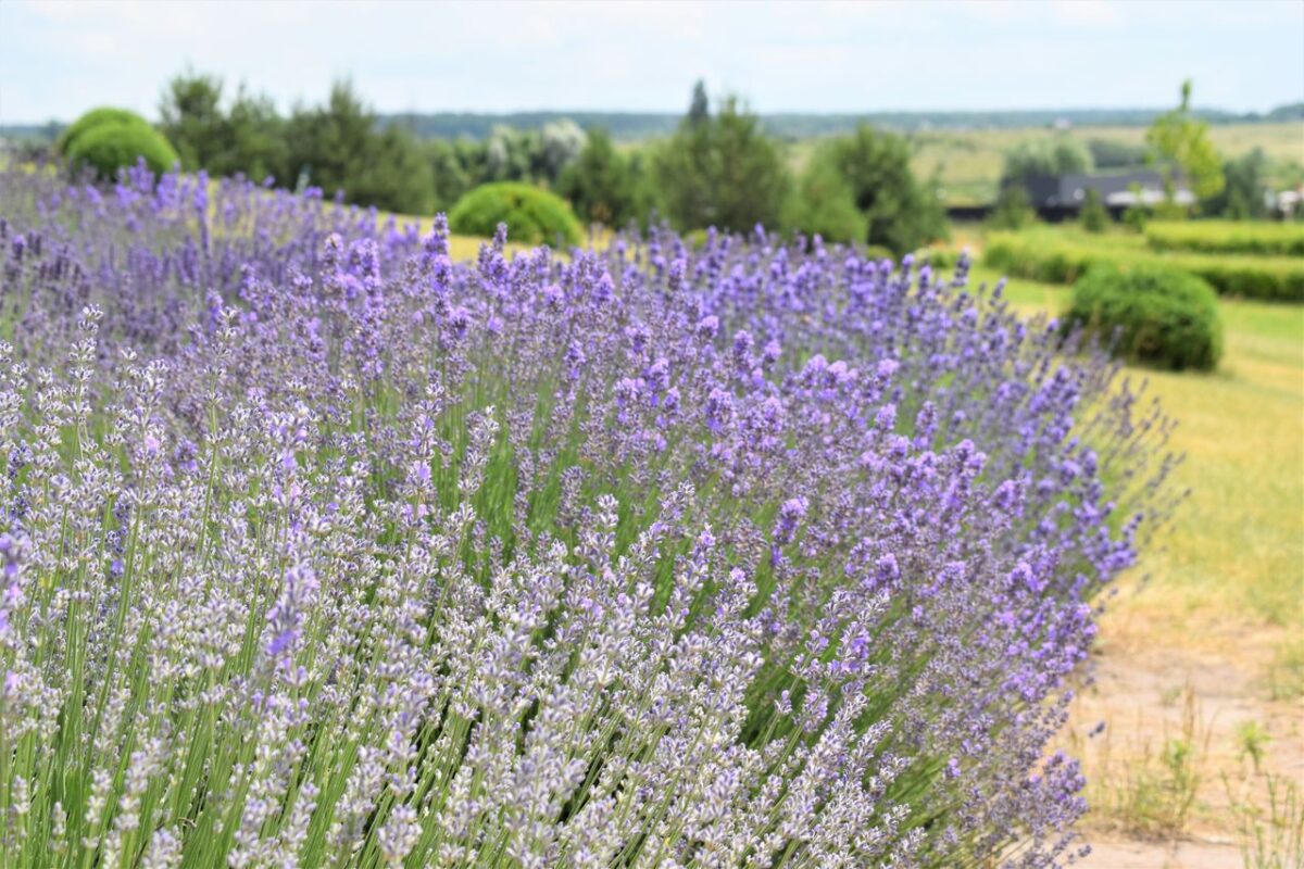 Stunning lavender field in Ukraine showcasing vibrant purple blooms under a clear sky.