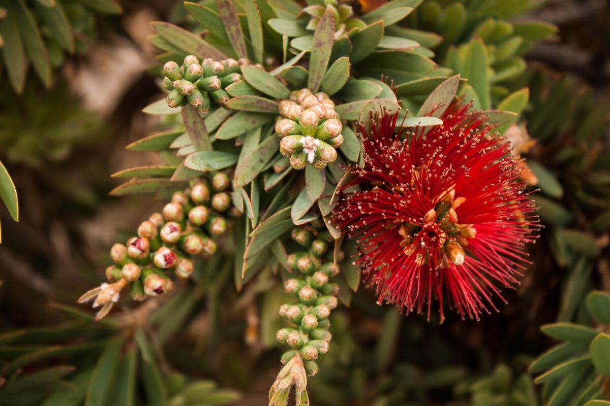 Nioli Yağı: Doğal Ferahlık ve Kişisel Bakımın Yeni Favorisi Close-up of a vibrant red Bottlebrush flower and green leaves, showcasing nature's beauty.
