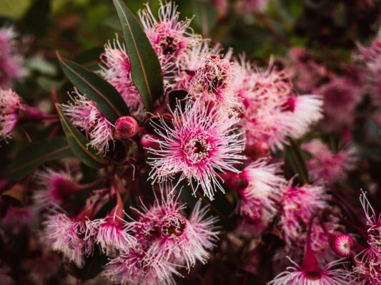 Vibrant pink eucalyptus flowers showcasing intricate details and lush foliage.