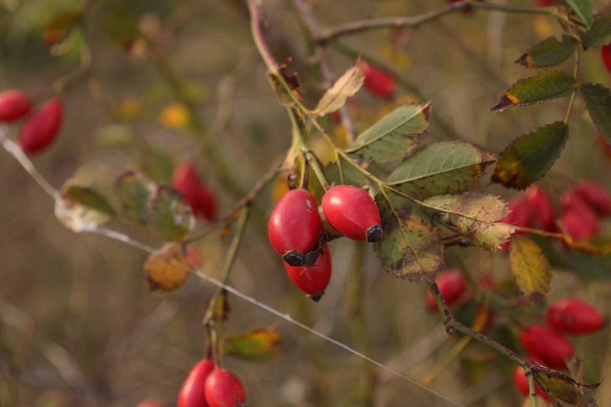 Detailed close-up of vibrant red rose hips and leaves on branches outdoors.