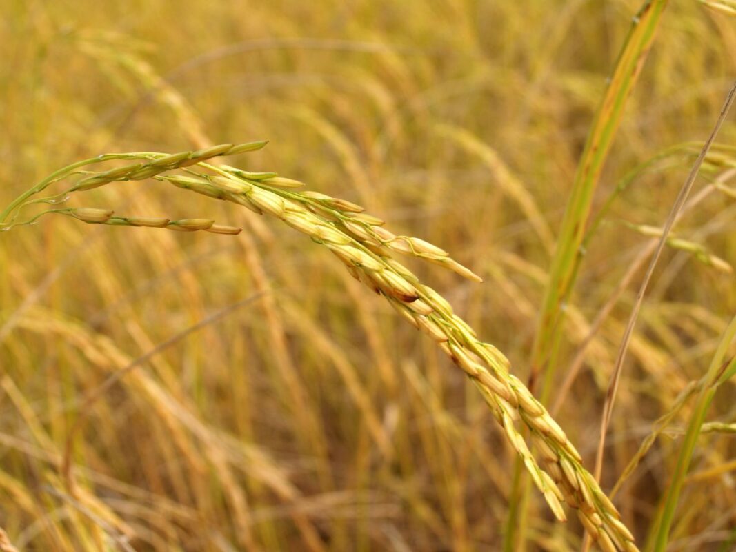 Detailed close-up of golden ripe rice crop in a rural field during harvest season.