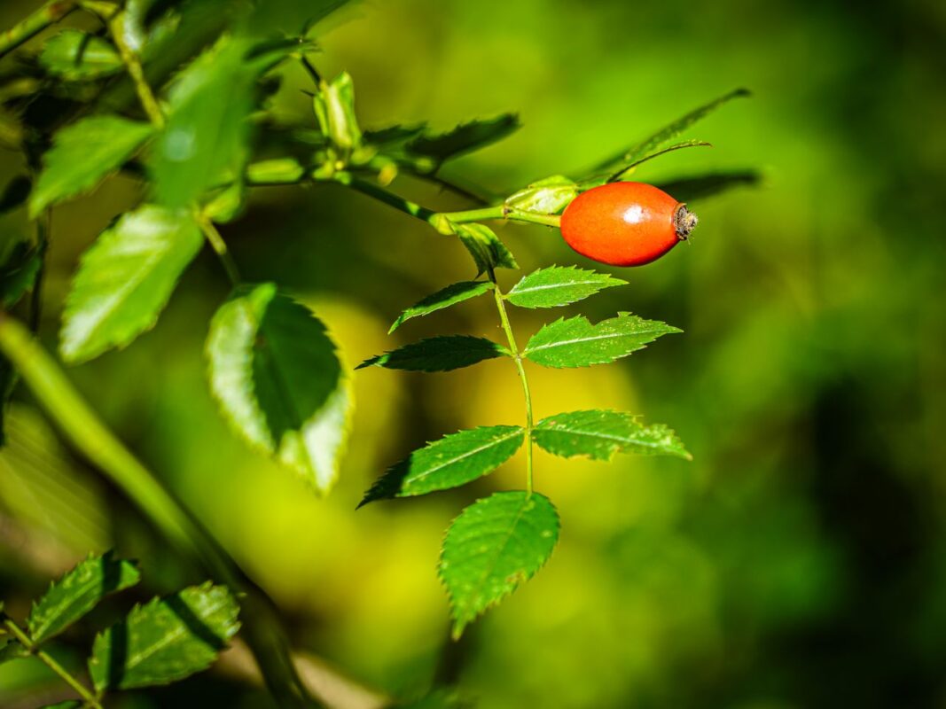 Detailed close-up of a bright red rosehip on a leafy green background highlighting natural textures.