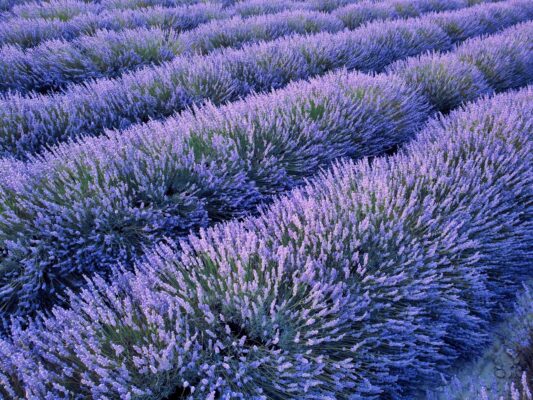 Breathtaking lavender fields in full bloom in L'Isle-sur-la-Sorgue, Provence, France.