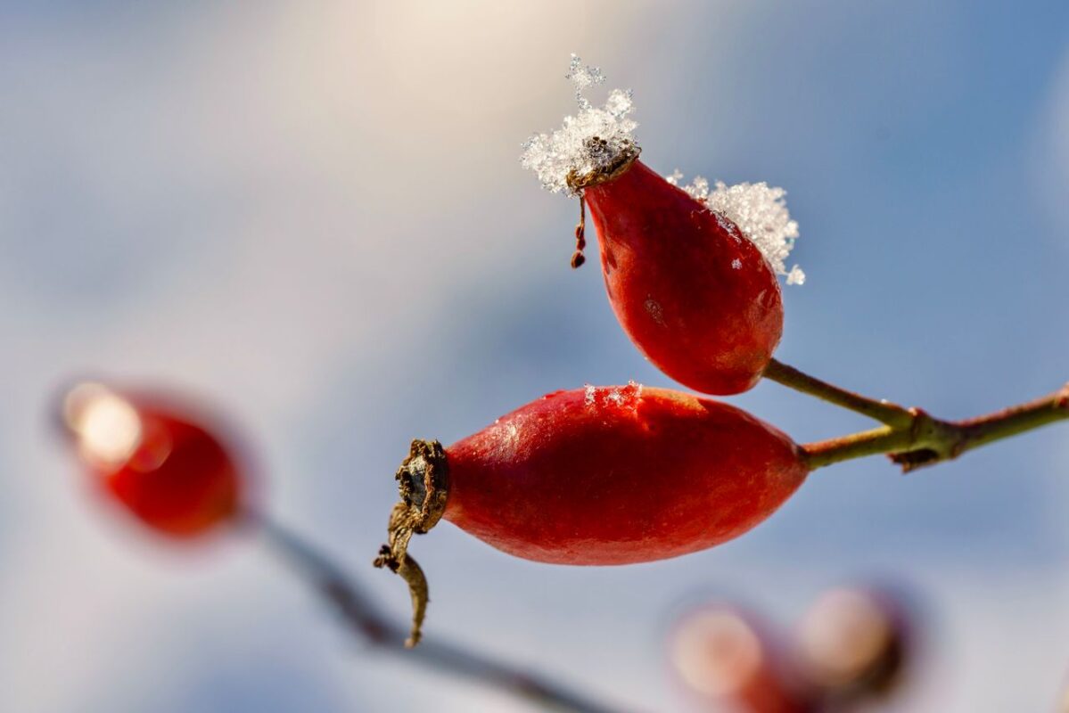 Detailed macro image of red rose hips with frost against a soft winter background.