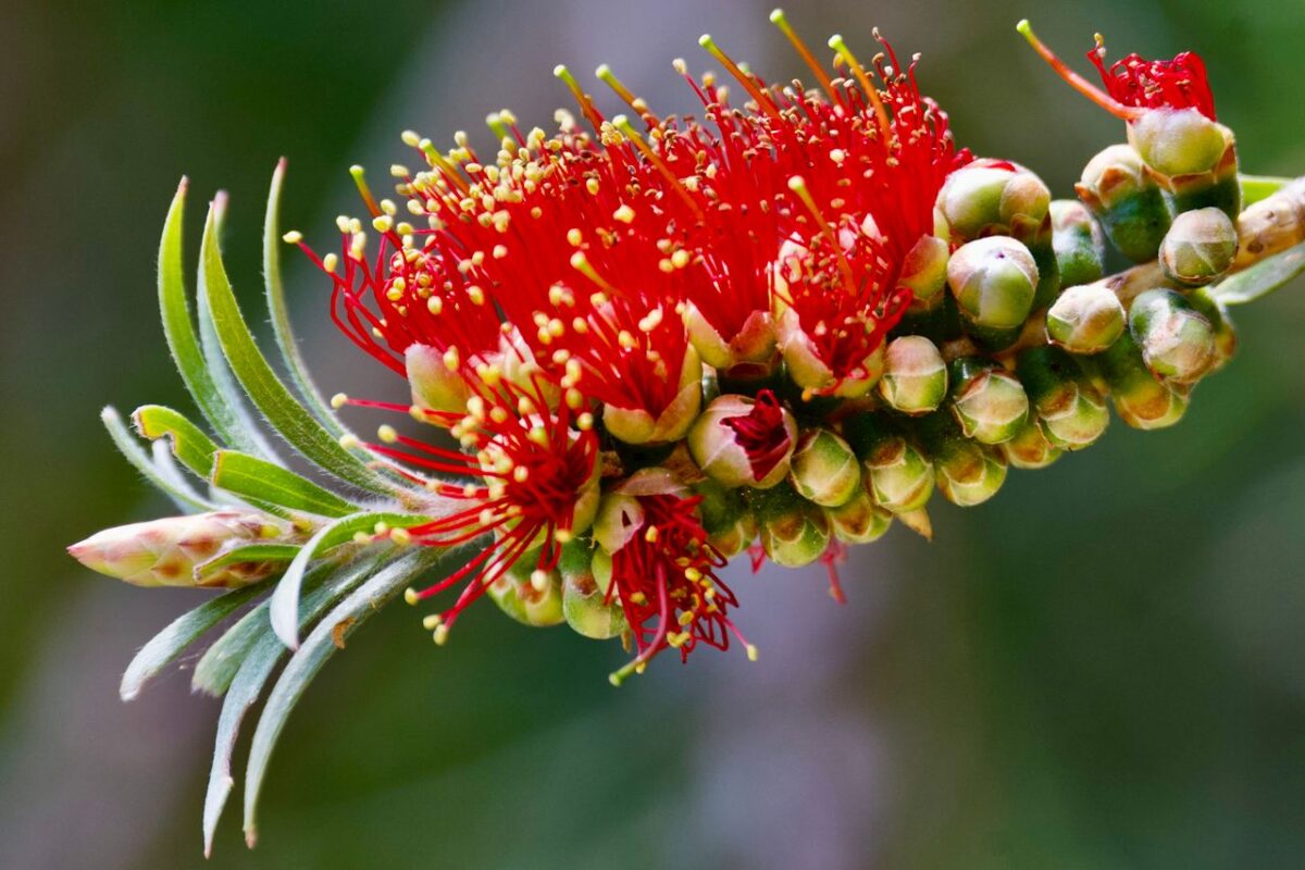 Nioli Yağı: Doğal Ferahlık ve Kişisel Bakımın Yeni Favorisi Macro shot of a vivid red Bottlebrush flower (Callistemon) in full bloom.