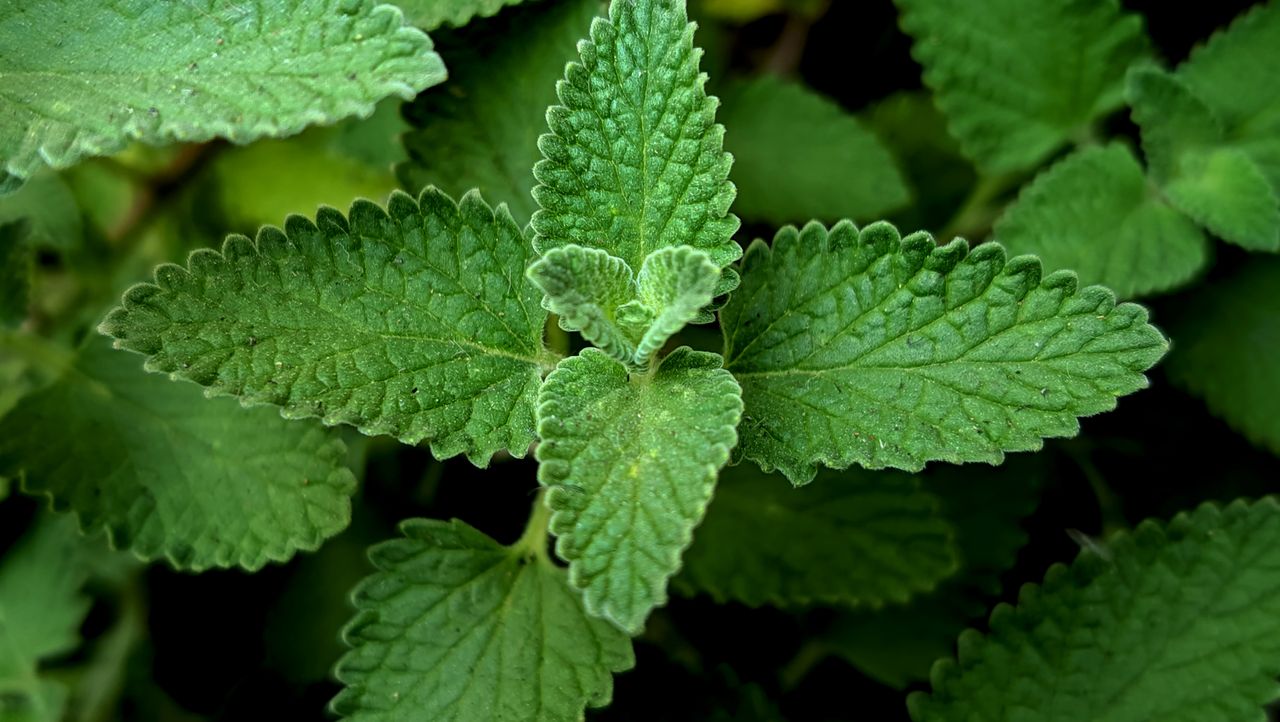 Detailed close-up of fresh green catnip leaves, showing texture and color.