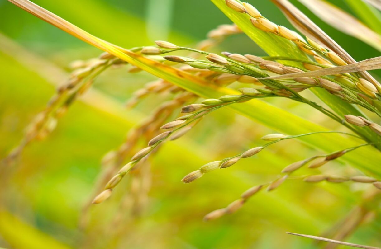 Detailed macro shot of rice plant showcasing ripe grains with vibrant green leaves in a sunny field.