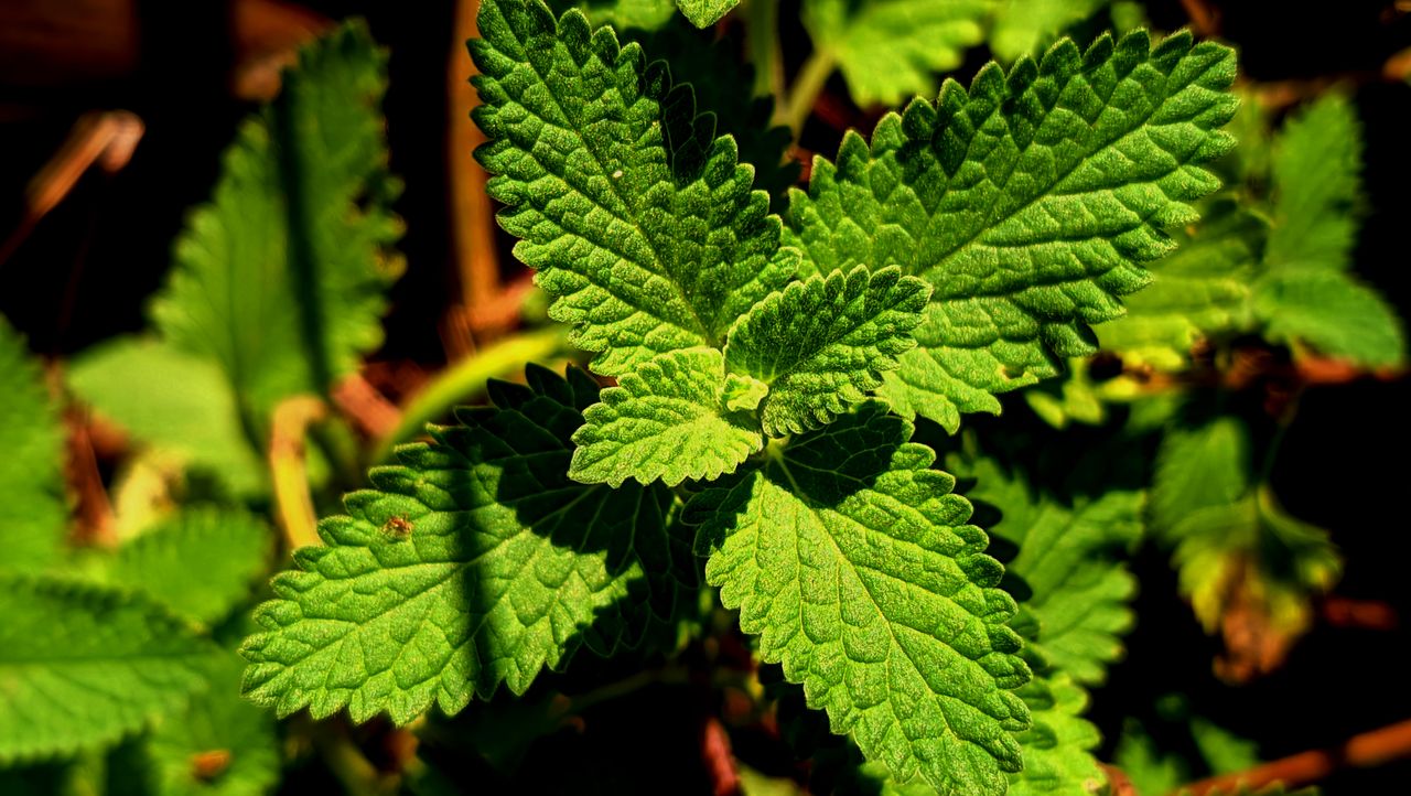 Detailed close-up of vibrant green catnip leaves under bright sunlight, showcasing leaf texture.
