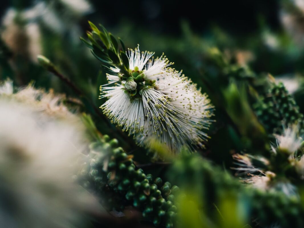 Nioli Yağı: Doğal Ferahlık ve Kişisel Bakımın Yeni Favorisi Detailed macro shot of a white bottlebrush flower among foliage, highlighting nature's beauty.