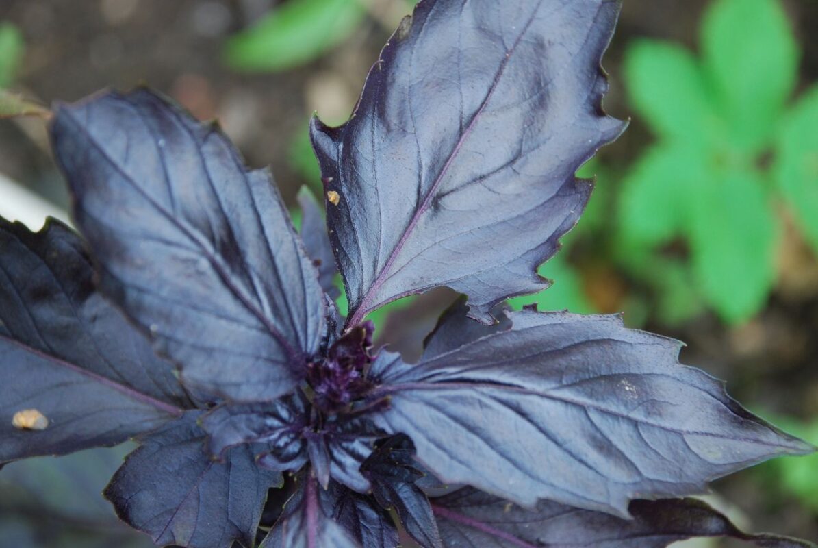Detailed view of vibrant purple basil leaves with a lush green background, perfect for garden enthusiasts.