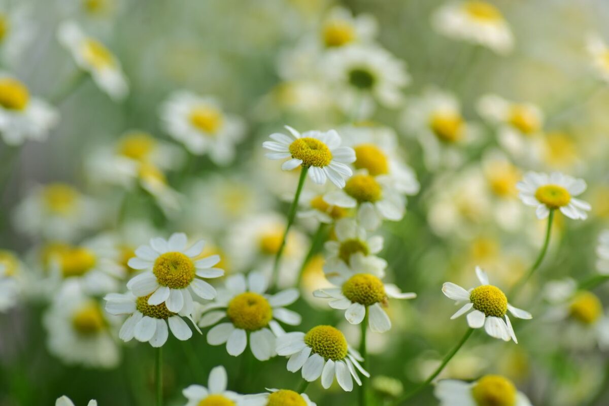 Doğanın Sakinleştirici İmzası: Papatya Çayı ve Bilinmesi Gereken Tüm Detaylar A beautiful close-up of chamomile flowers with a soft focus background, evoking a serene mood.