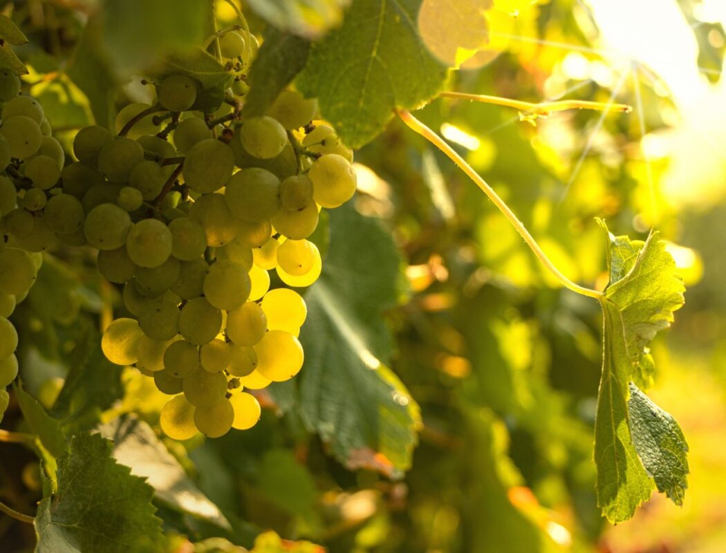Close-up of ripe green grapes in a sunlit Porto vineyard, showcasing viticulture.
