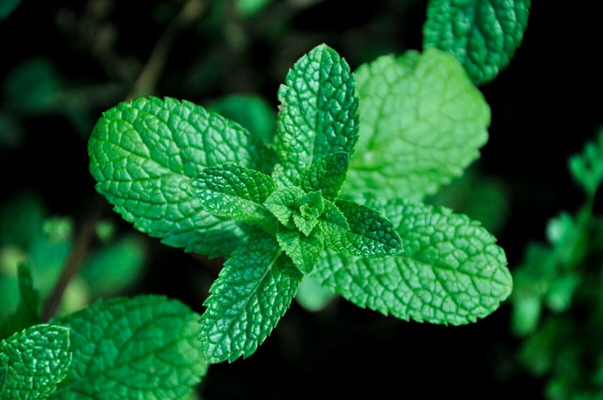 Vivid close-up of fresh green mint leaves showcasing texture and lush color.