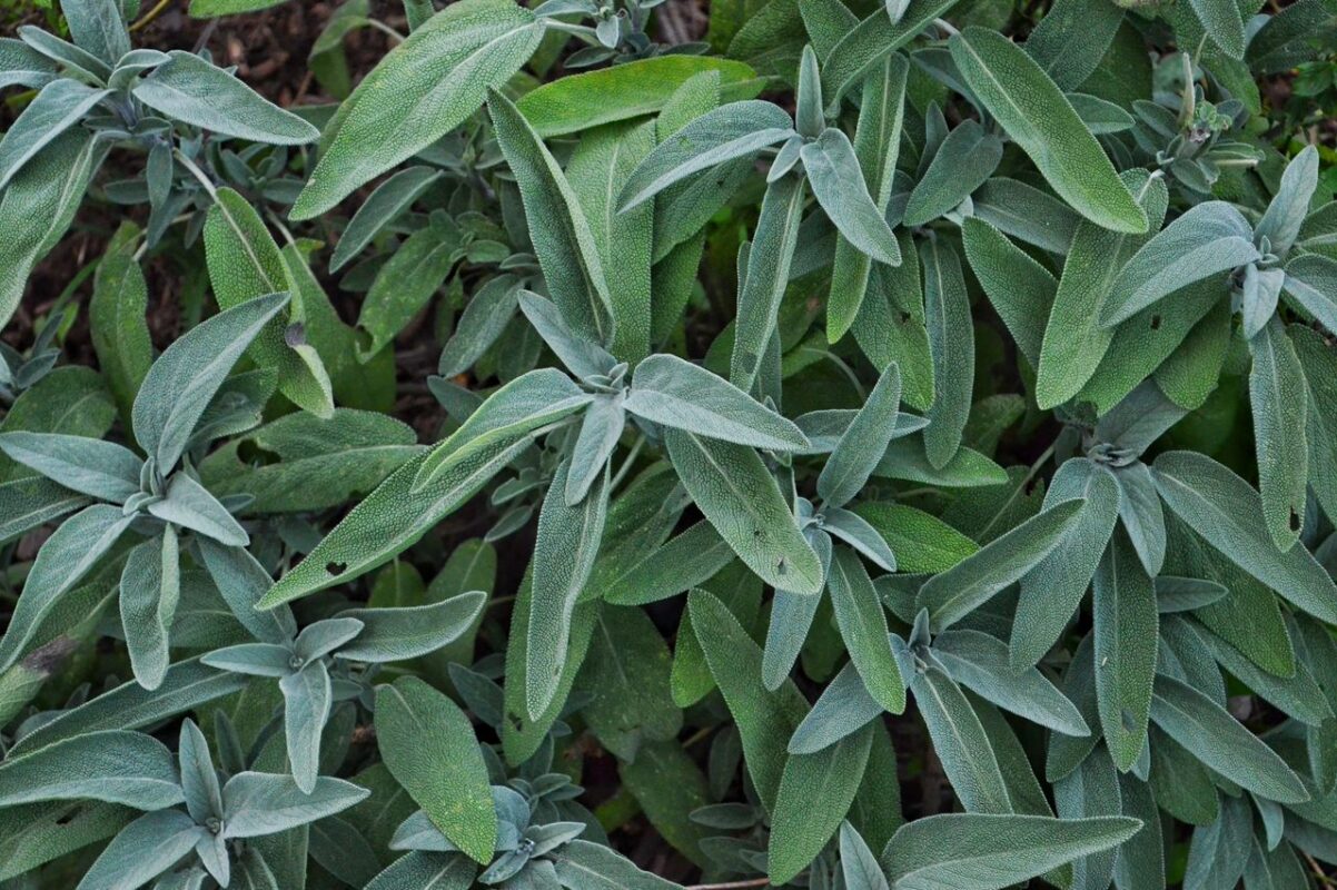 Vibrant green sage leaves in a garden setting, showcasing natural beauty and detail.