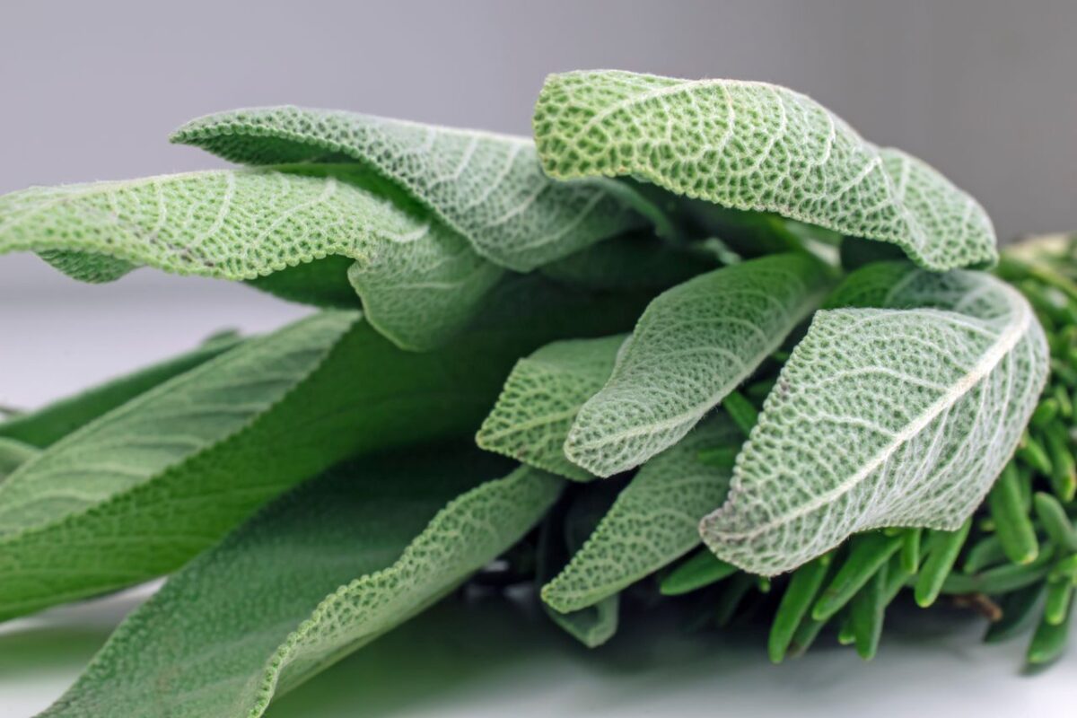 Detailed close-up shot of fresh sage leaves highlighting their texture. Perfect for culinary and herbal themes.