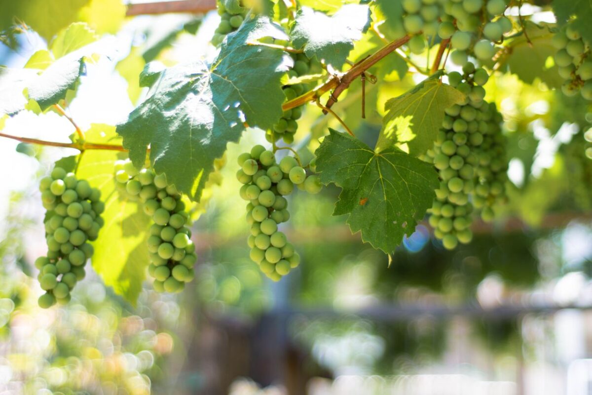 Close-up of green grapes hanging in the sunlight, ideal for vineyard themes.