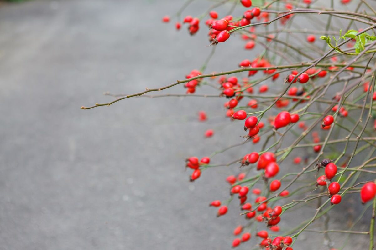Close-up of red rose hips on thorny branches, showcasing nature's vibrant colors.