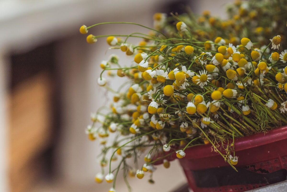 Doğanın Sakinleştirici İmzası: Papatya Çayı ve Bilinmesi Gereken Tüm Detaylar A close-up of chamomile flowers in a basket with vibrant yellow and white petals, perfect for herbal use.